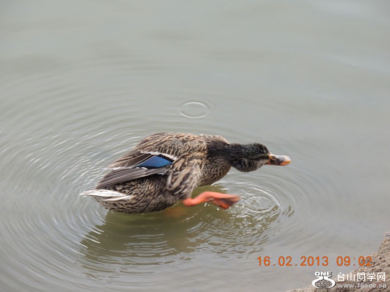 bird 702_.jpg