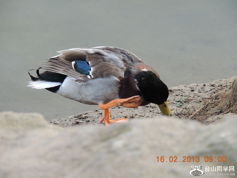 bird 696_.jpg