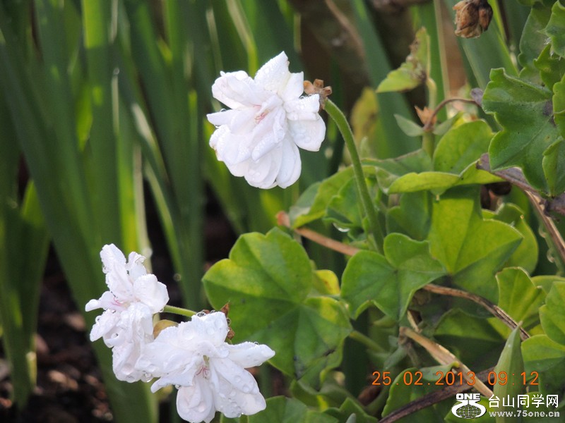 flower 641_.jpg
