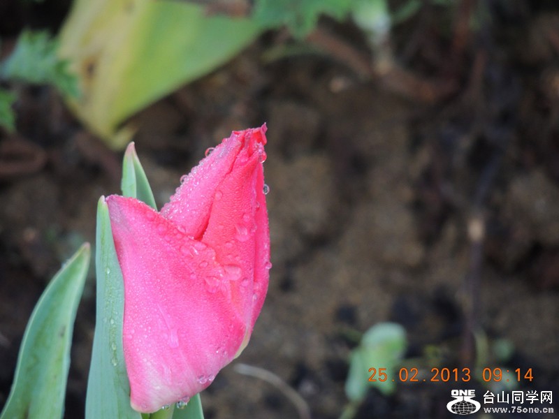 flower 647_.jpg
