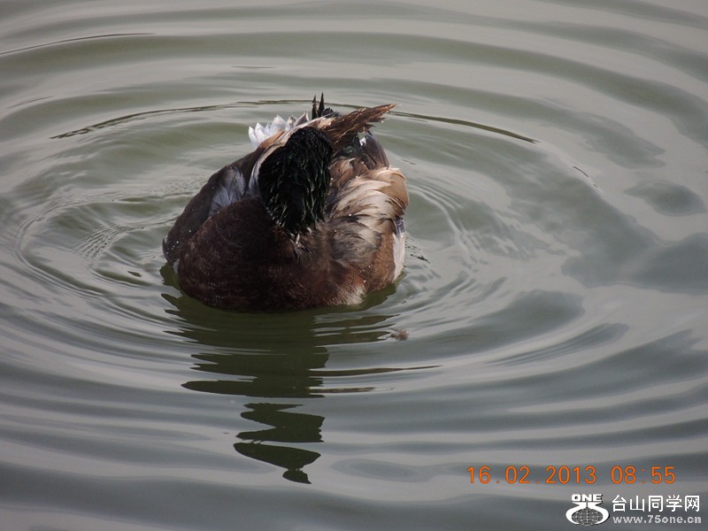 bird 676_.jpg