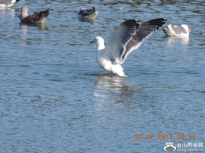 bird 867_.jpg