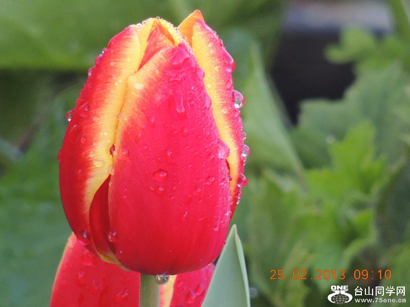 flower 630_.jpg
