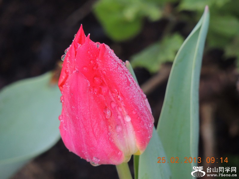 flower 646_.jpg