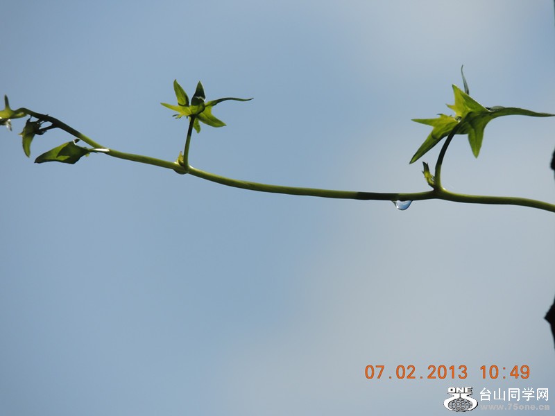 flower 285_.jpg