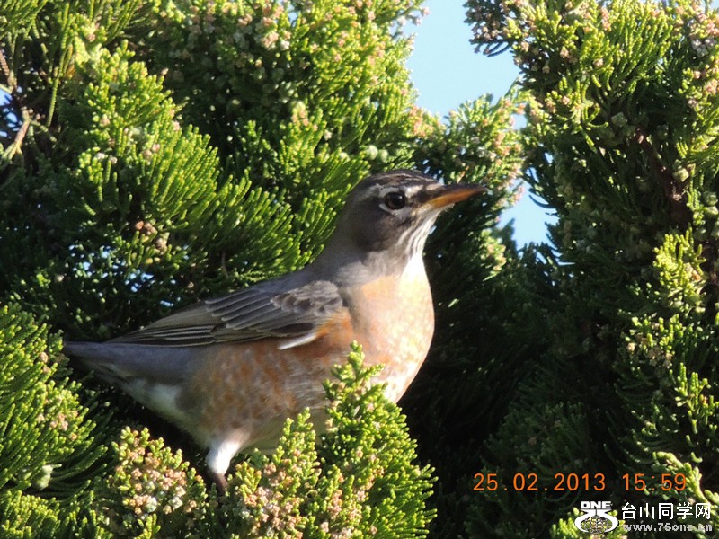 bird 1156_.jpg