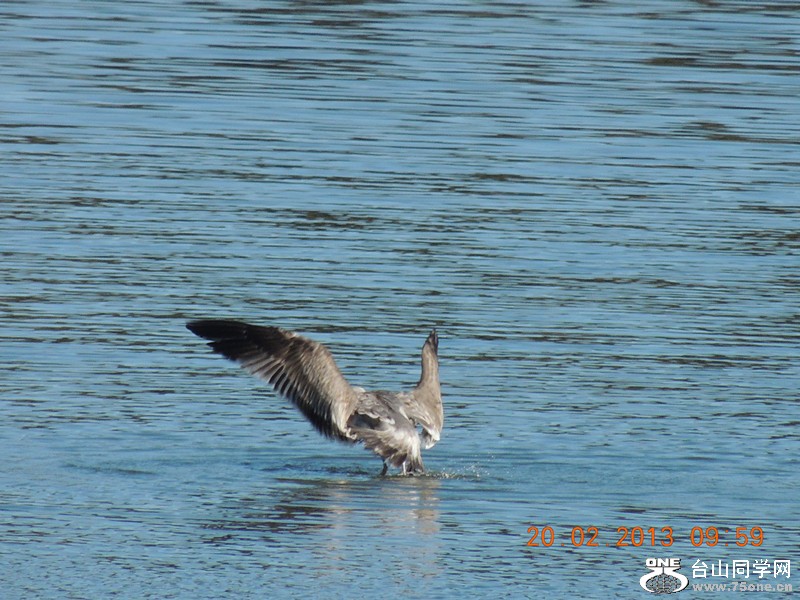bird 877_.jpg