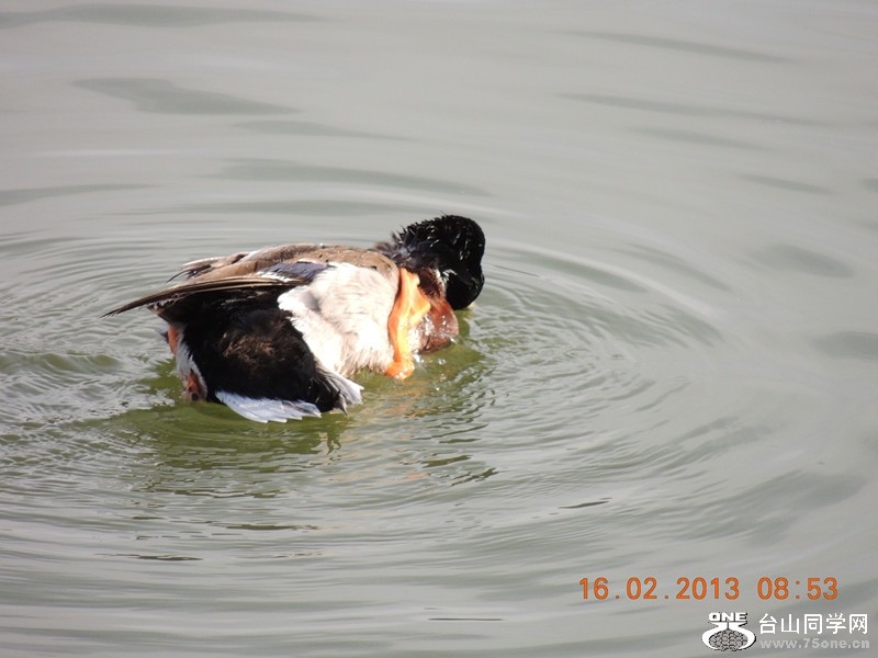 bird 667_.jpg