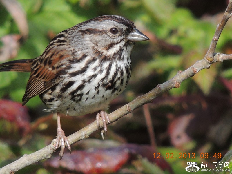 bird 413_.jpg