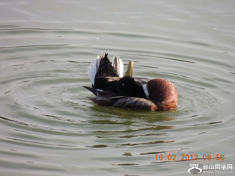 bird 651_.jpg