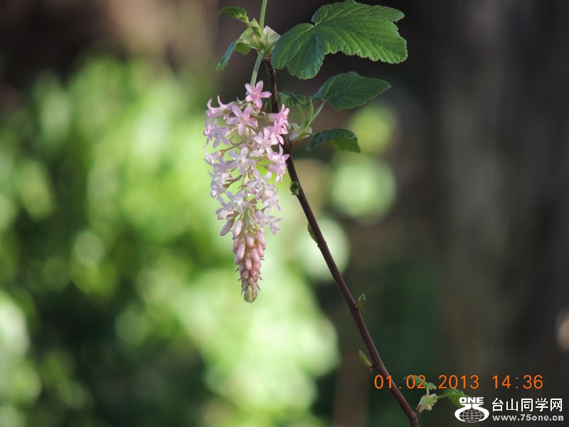 flower 189_副本.jpg