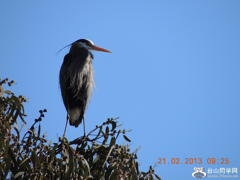 bird 928_.jpg