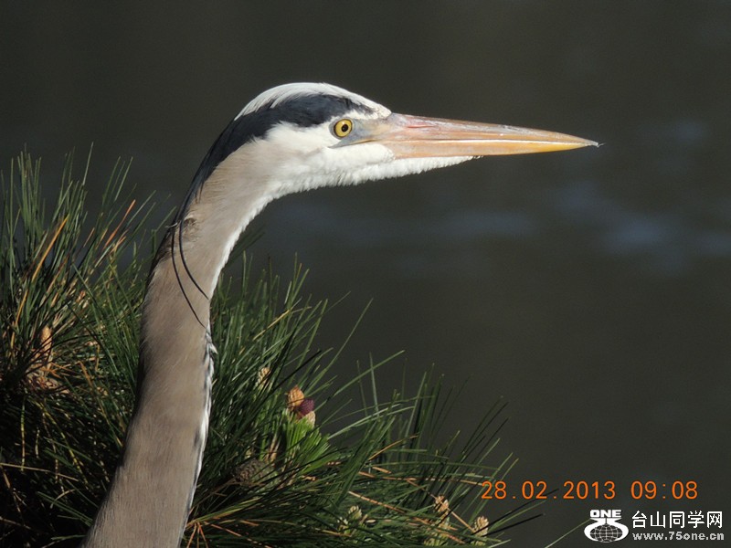 bird 1233_.jpg