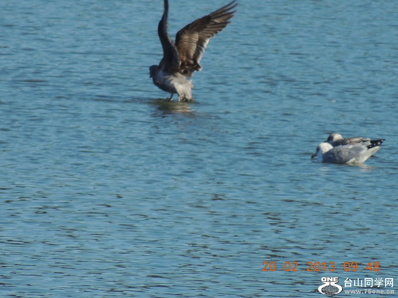 bird 841_.jpg