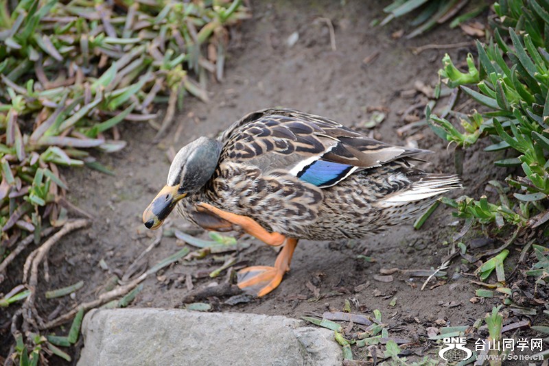 bird 801_.jpg