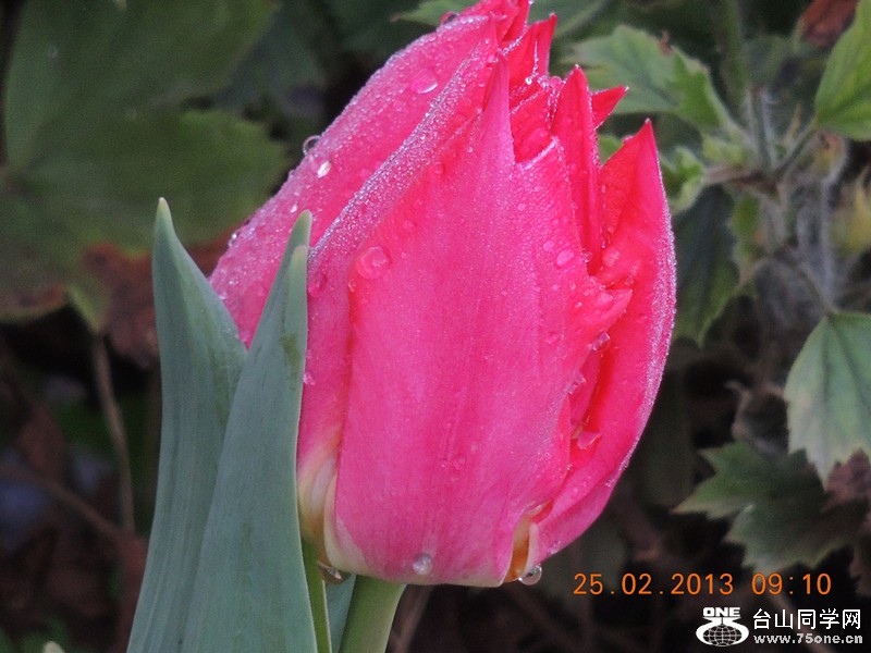 flower 631_.jpg