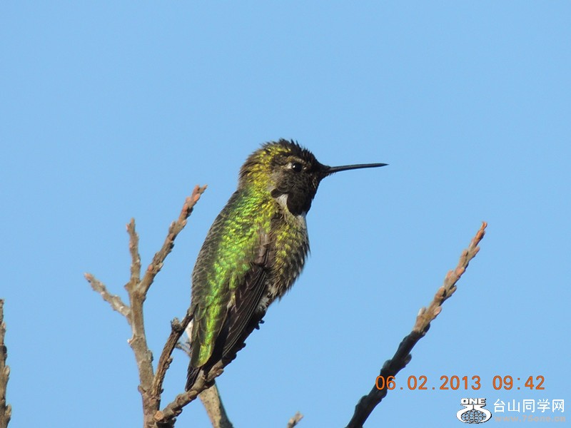 bird 267_.jpg