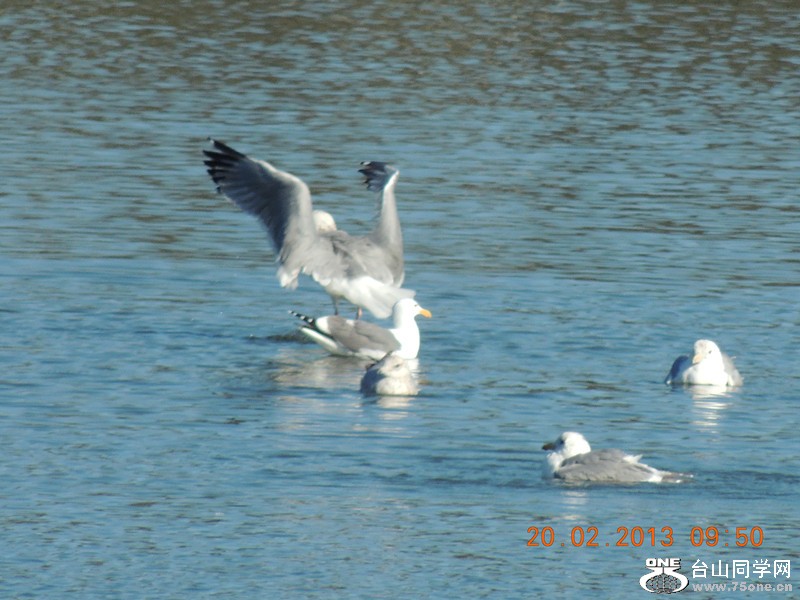 bird 851_.jpg