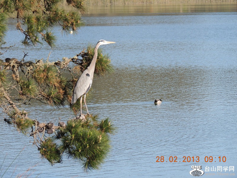bird 1237_.jpg