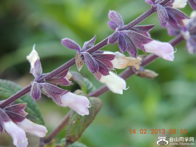 flower 441_.jpg