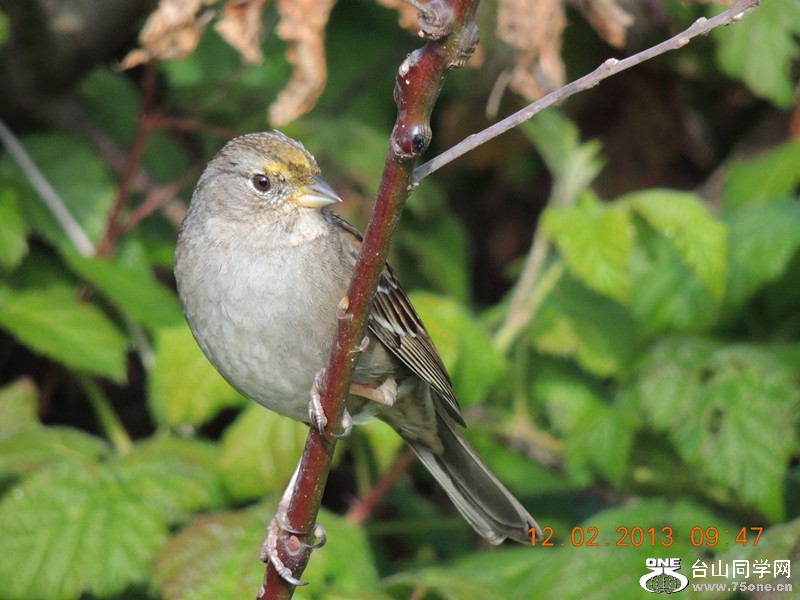 bird 409_.jpg