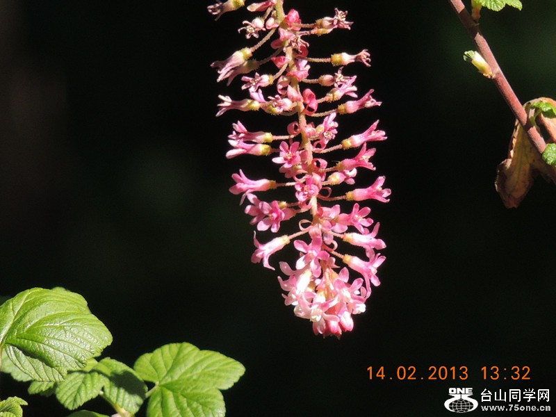 flower 471_.jpg