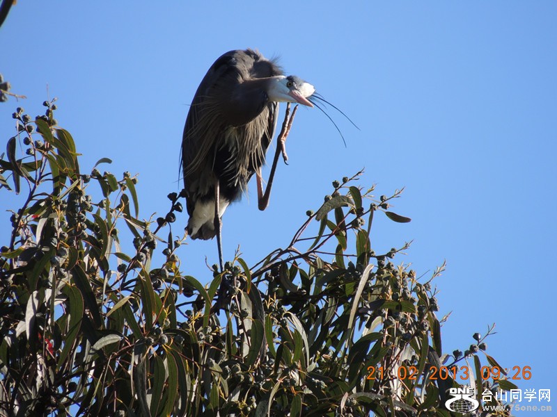bird 937_.jpg