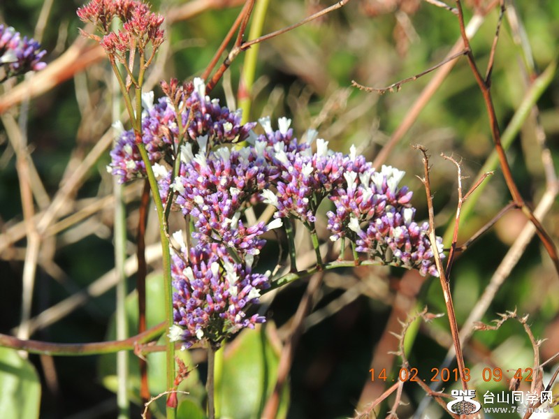 flower 429_.jpg