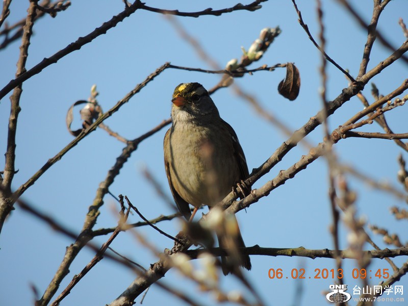 bird 293_.jpg
