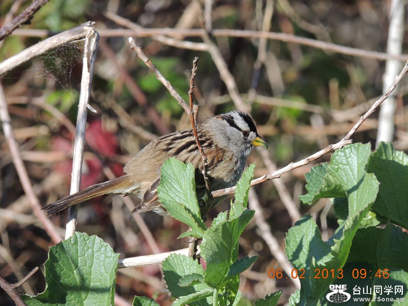 bird 302_.jpg
