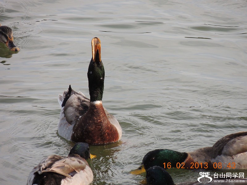 bird 638_.jpg