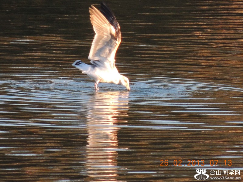 bird 1182_.jpg