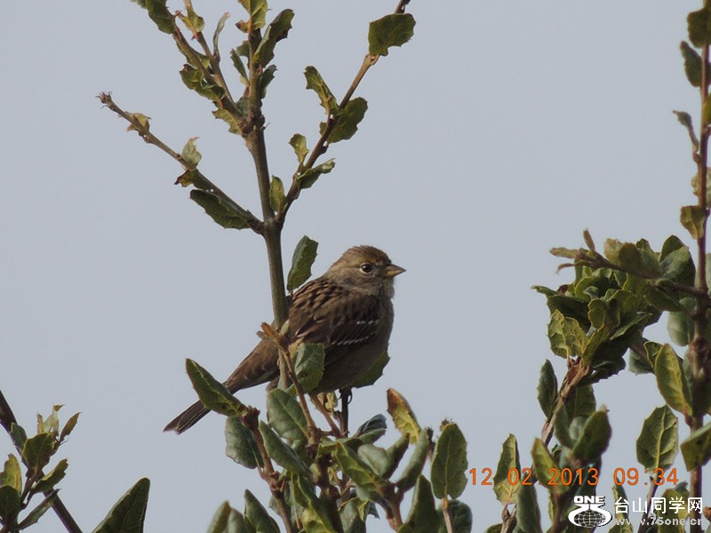 bird 391_.jpg