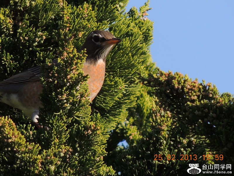 bird 1157_.jpg