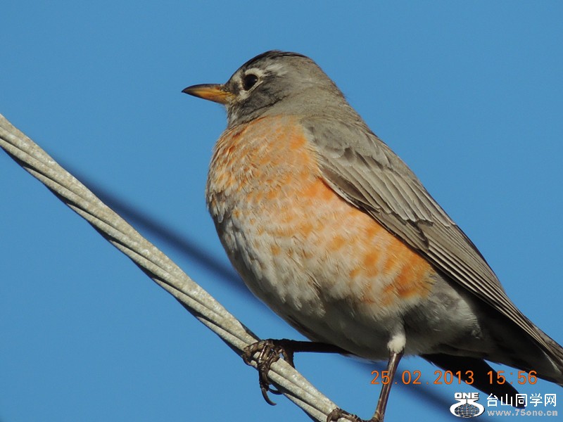 bird 1149_.jpg