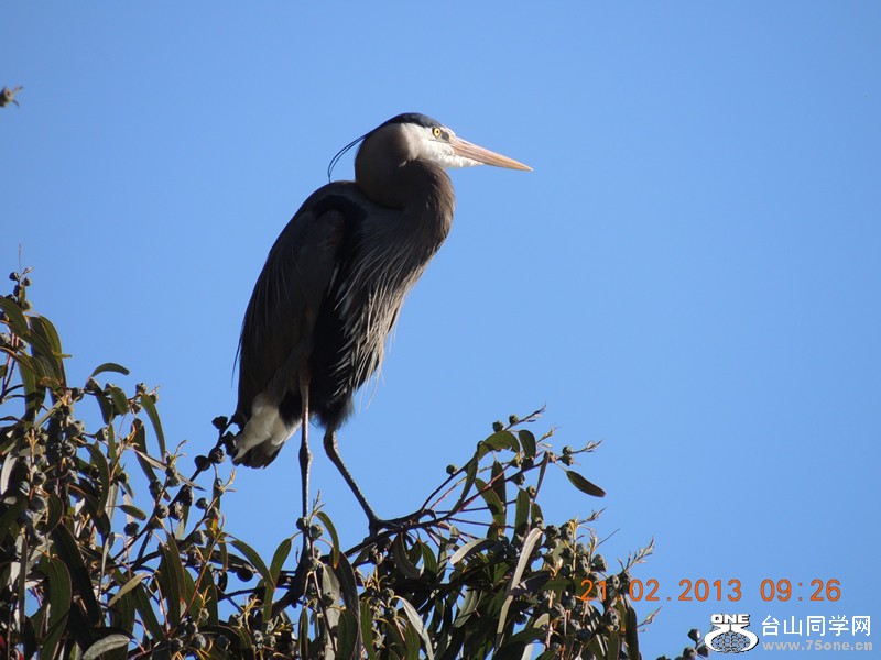 bird 934_.jpg