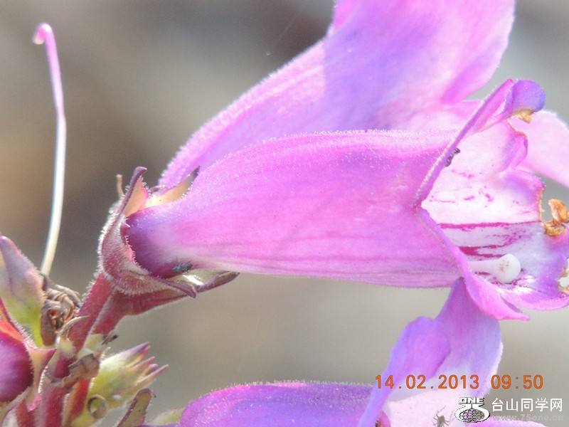 flower 439_.jpg