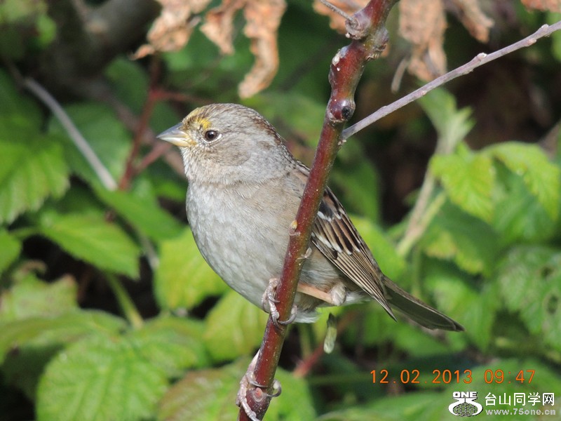 bird 410_.jpg