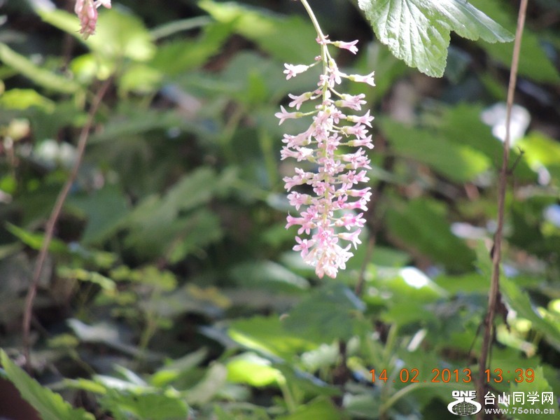 flower 491_.jpg