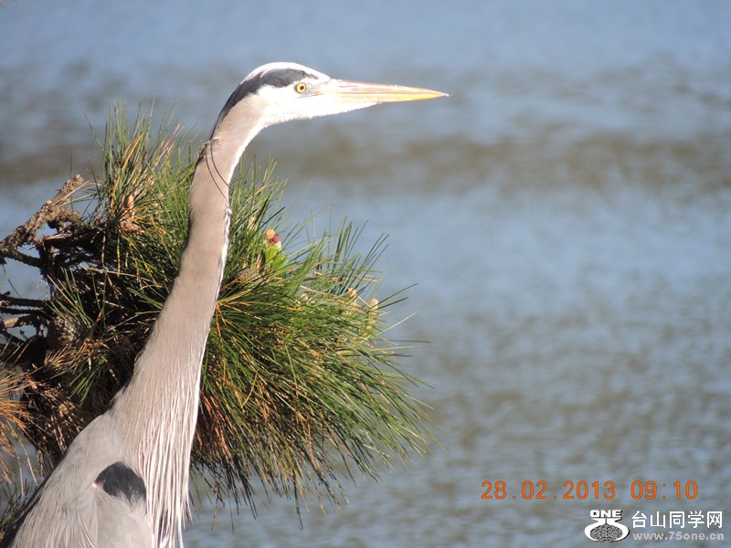 bird 1236_.jpg