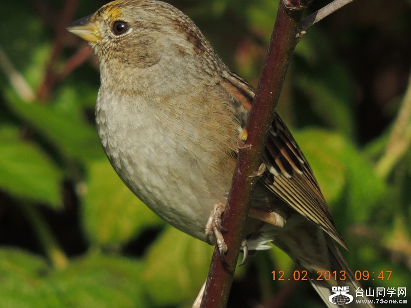 bird 412_.jpg