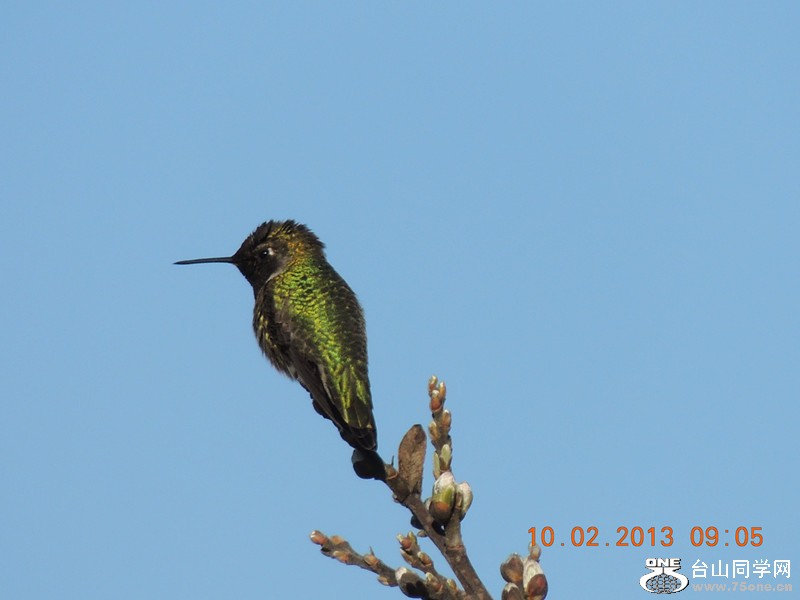 bird 364_.jpg