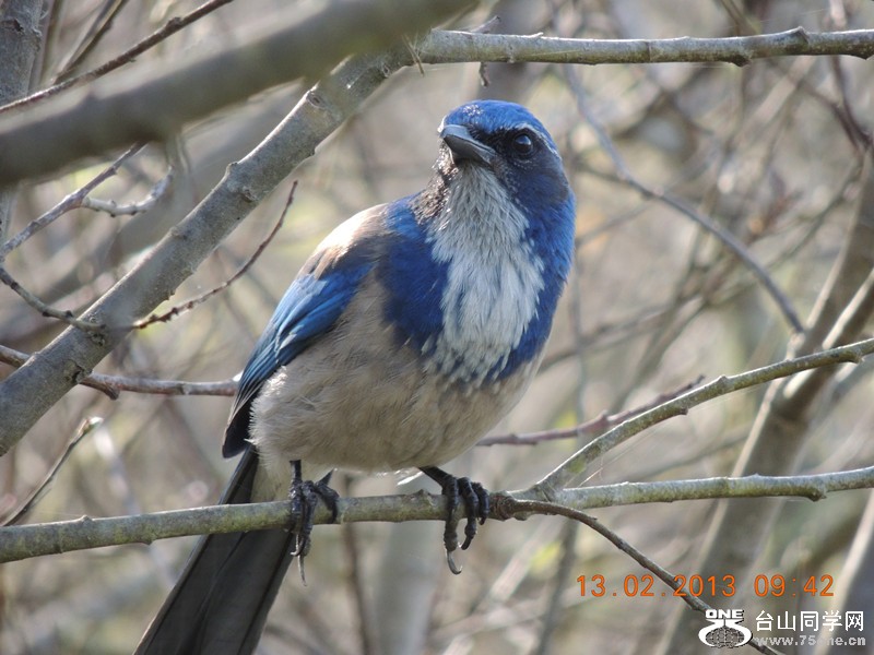 bird 475_.jpg