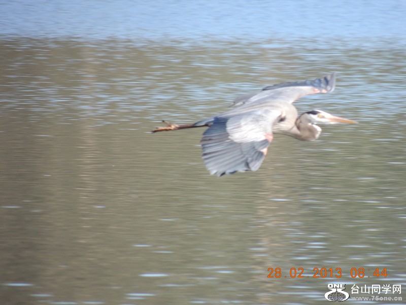 bird 1210_.jpg