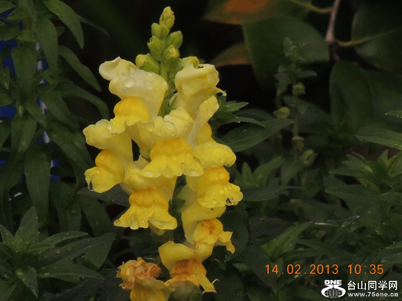 flower 455_.jpg