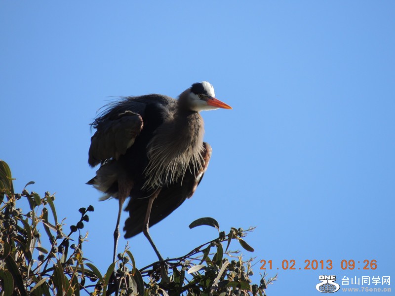bird 939_.jpg