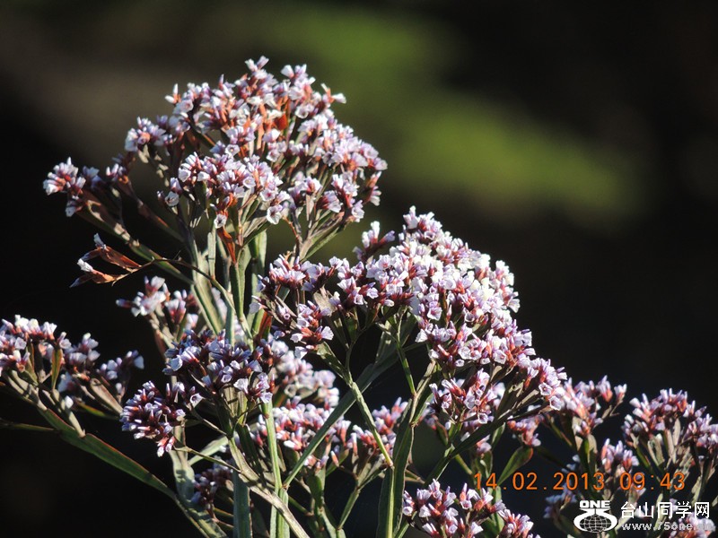 flower 431_.jpg