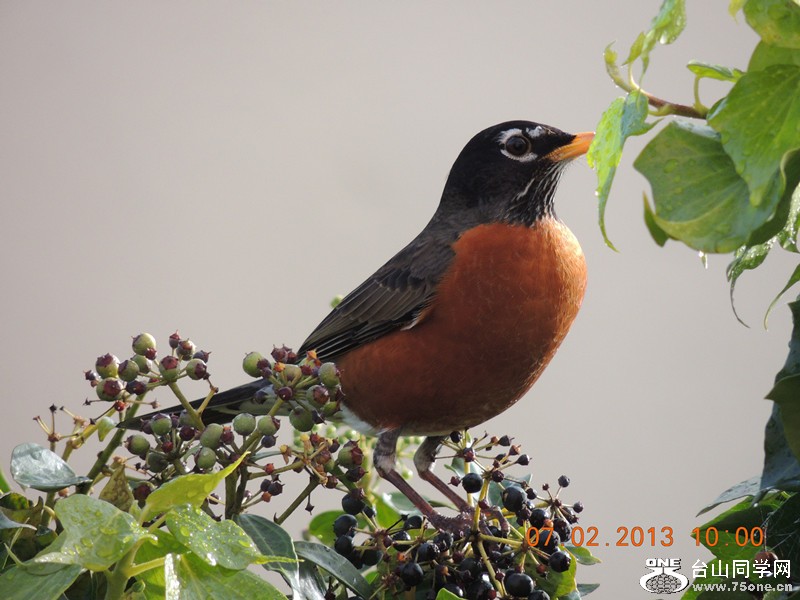 bird 332_.jpg
