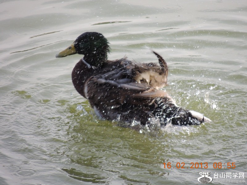 bird 675_.jpg