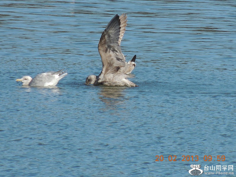 bird 881_.jpg